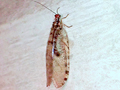Osmylus fulvicephalus